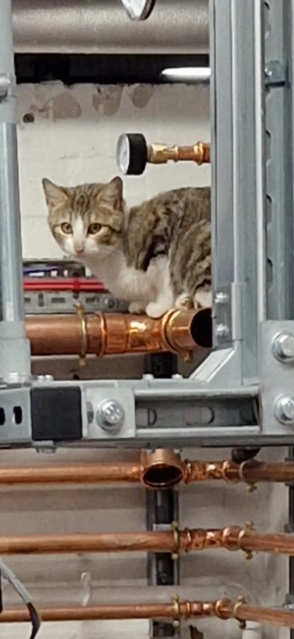 Bella - can live with cats