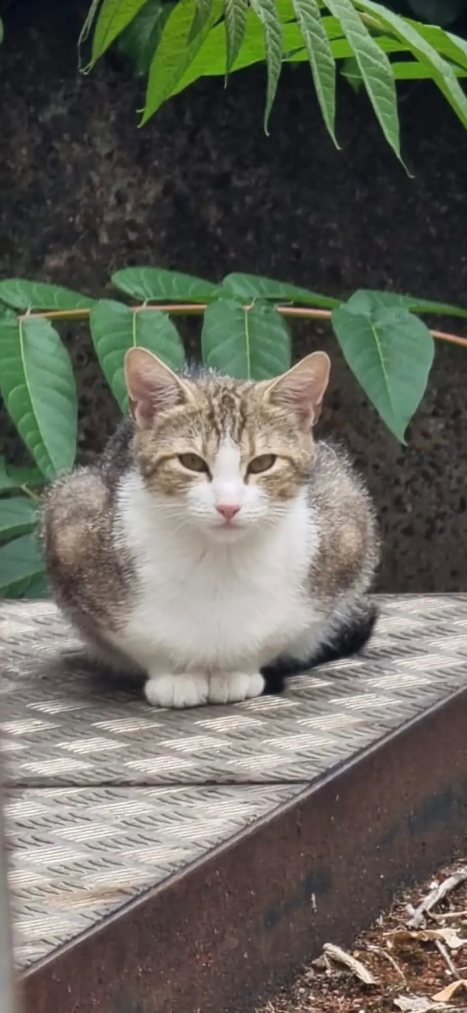 Bella - can live with children