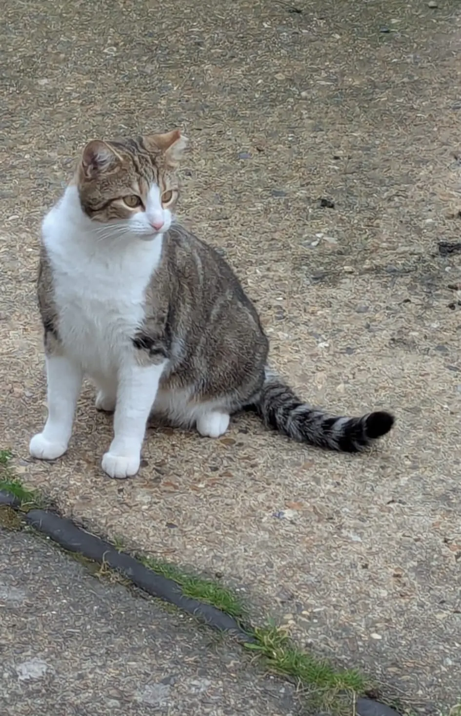 Bella - can live with dogs