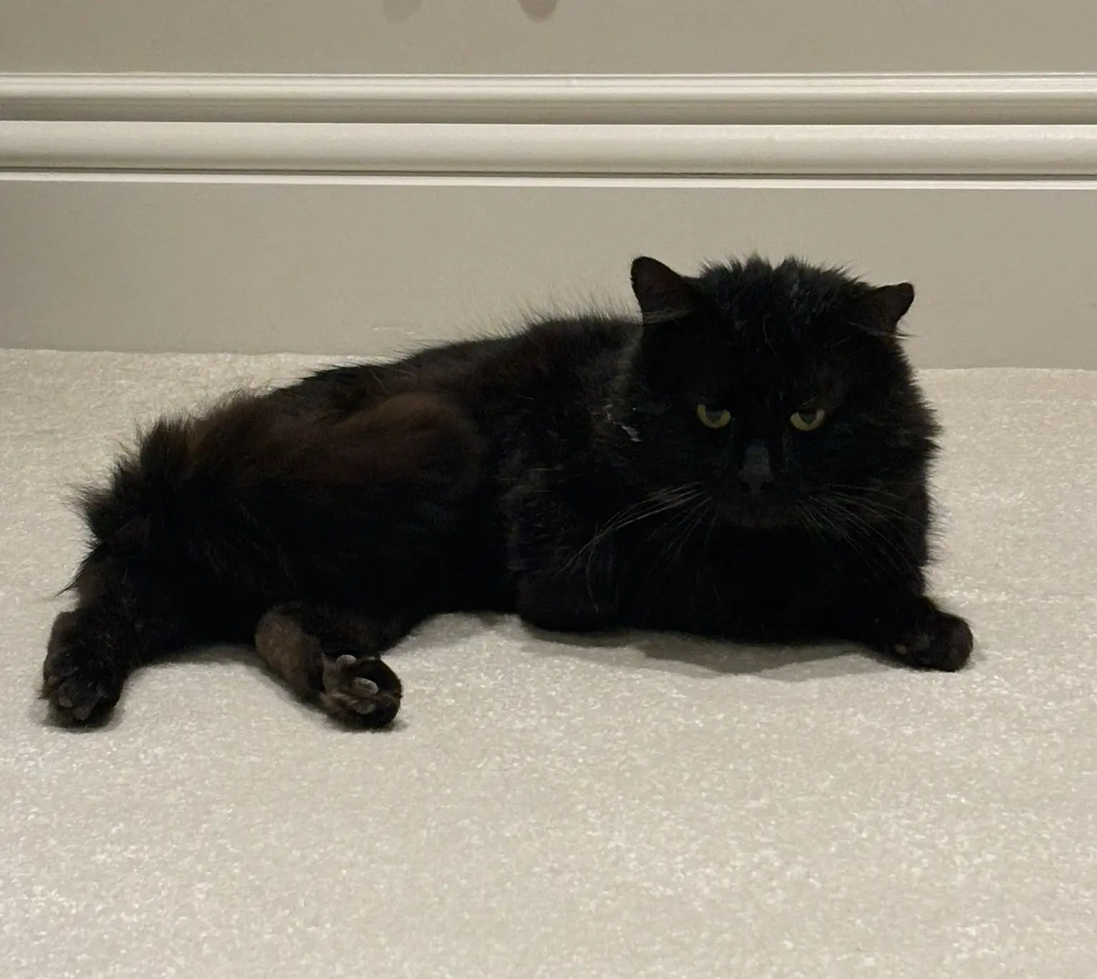 Jethro - can live with cats