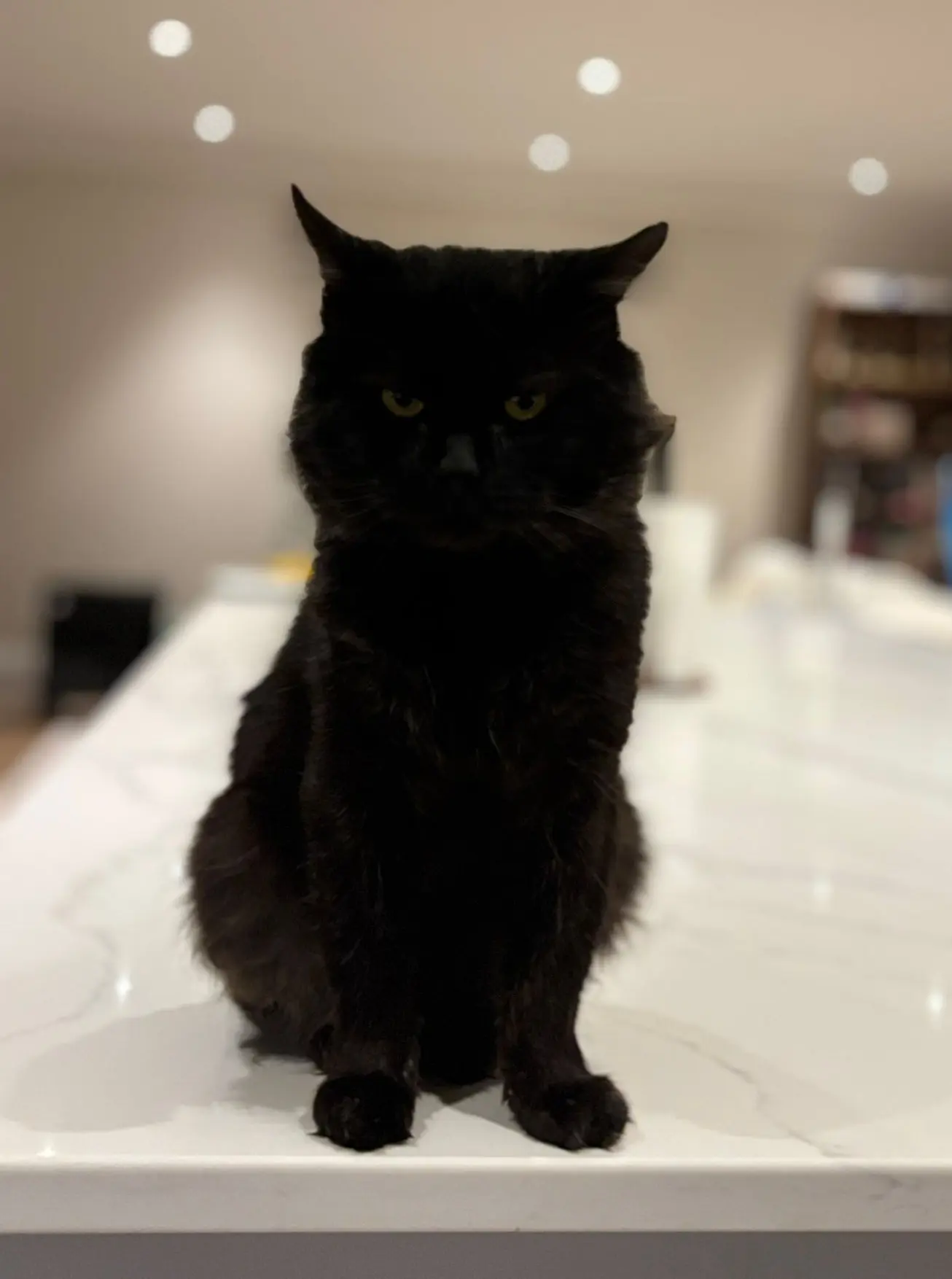 Jethro - can live with dogs