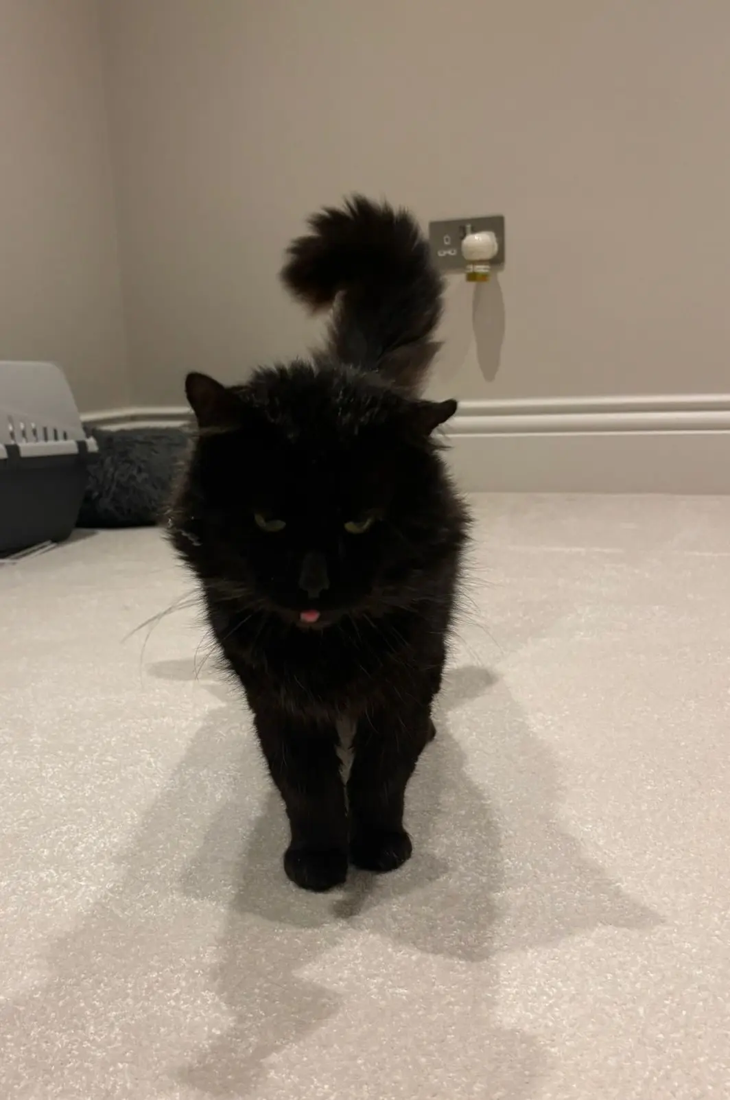 Photo of Jethro