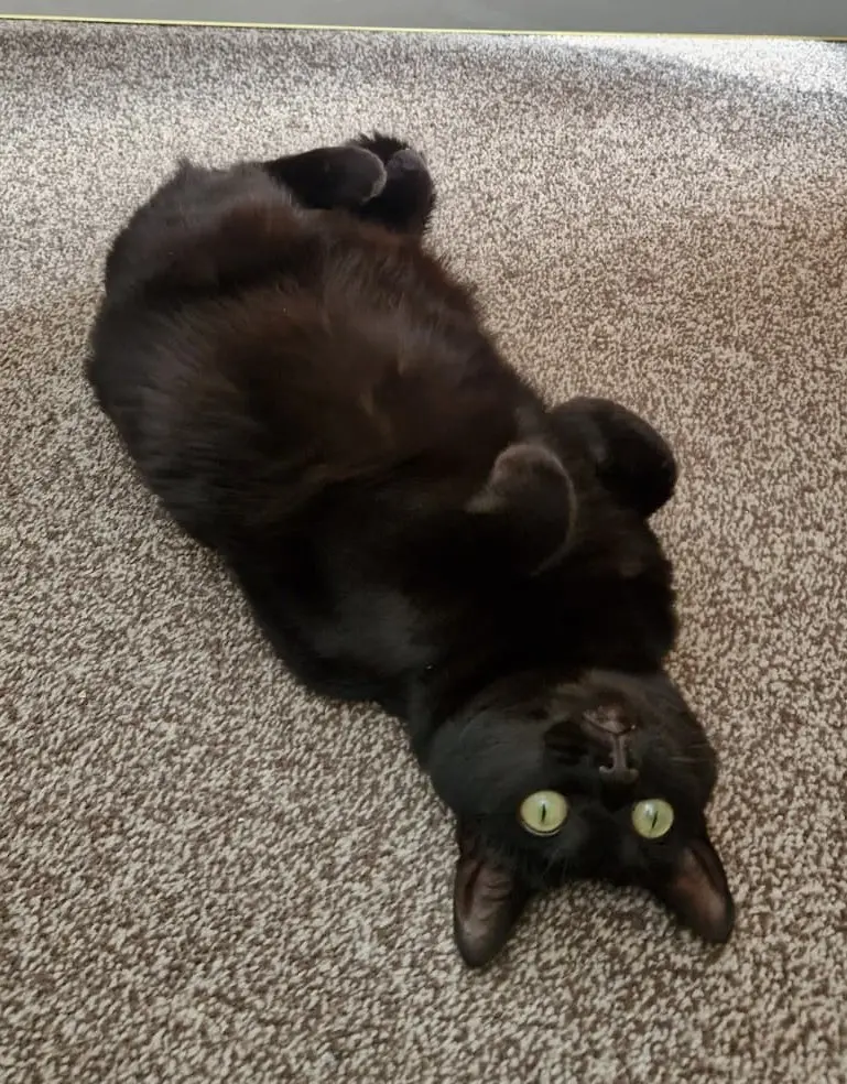 Maya - can live with cats