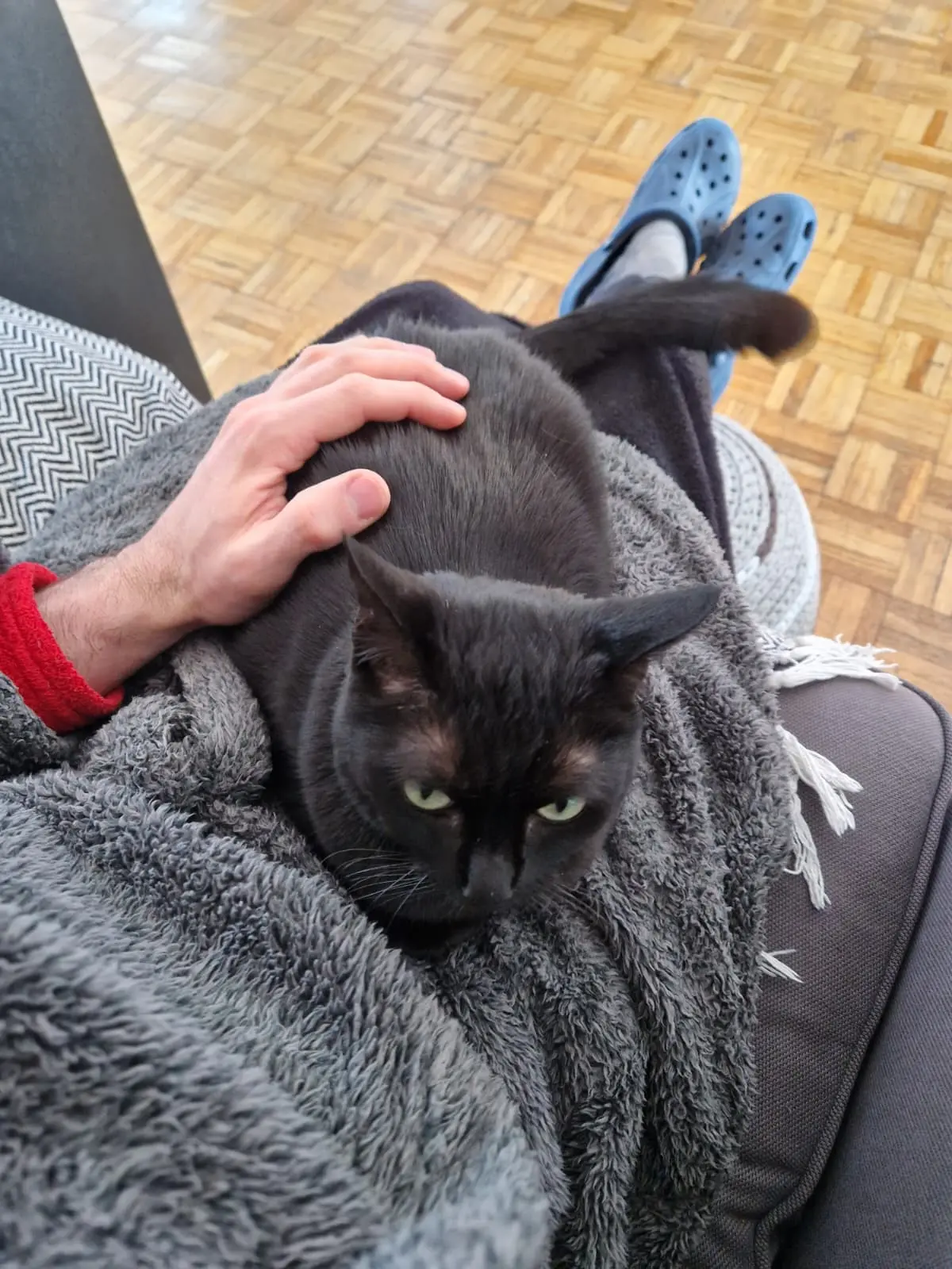 Maya - can live with children