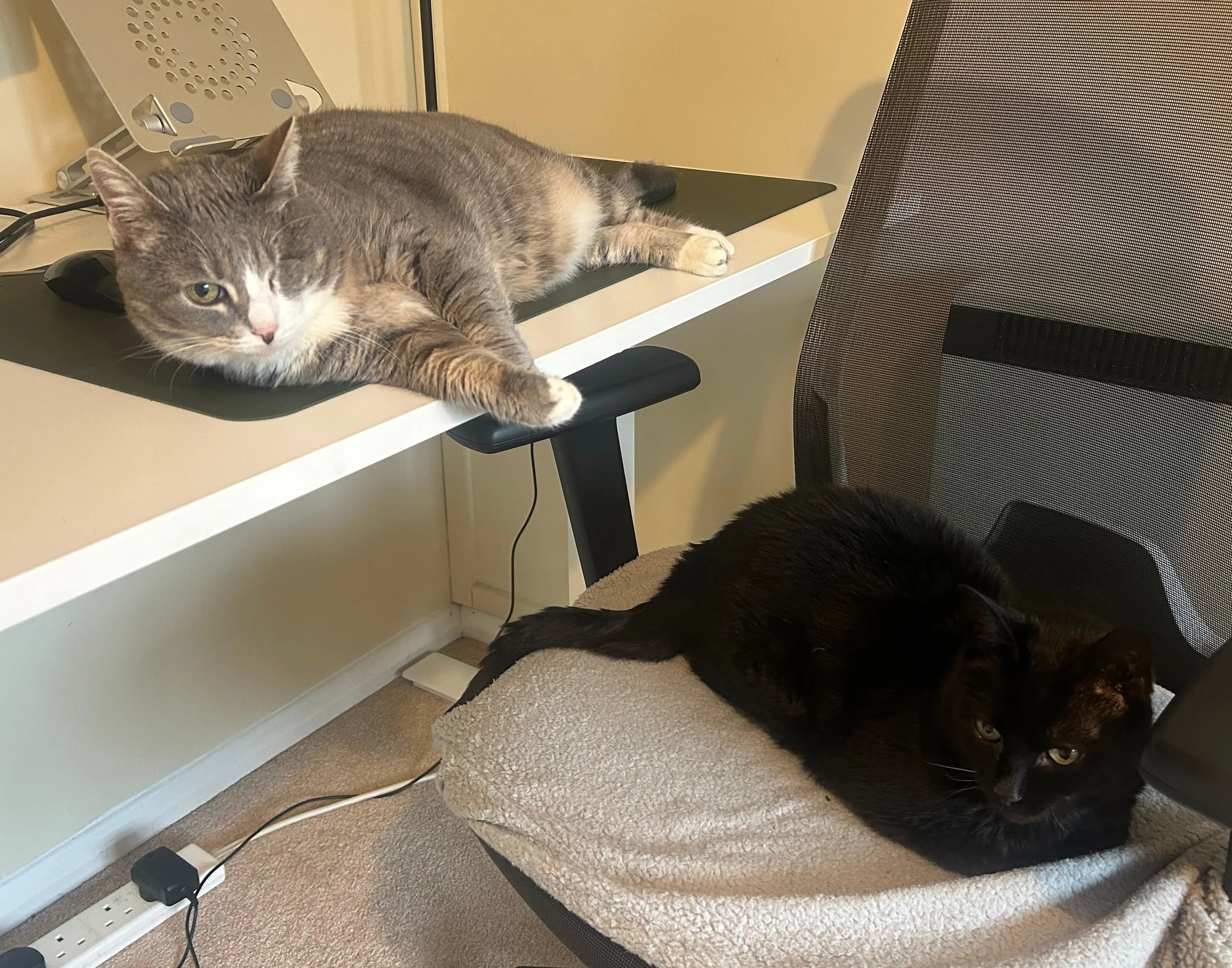 Organa & Purr - can live with cats