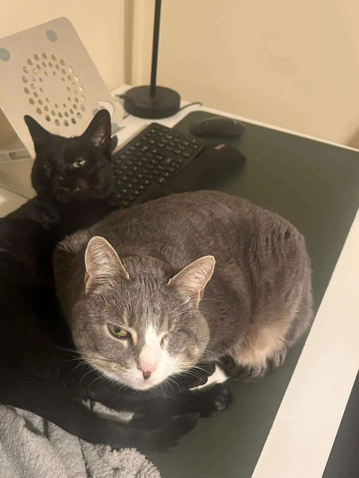 Organa & Purr - garden required
