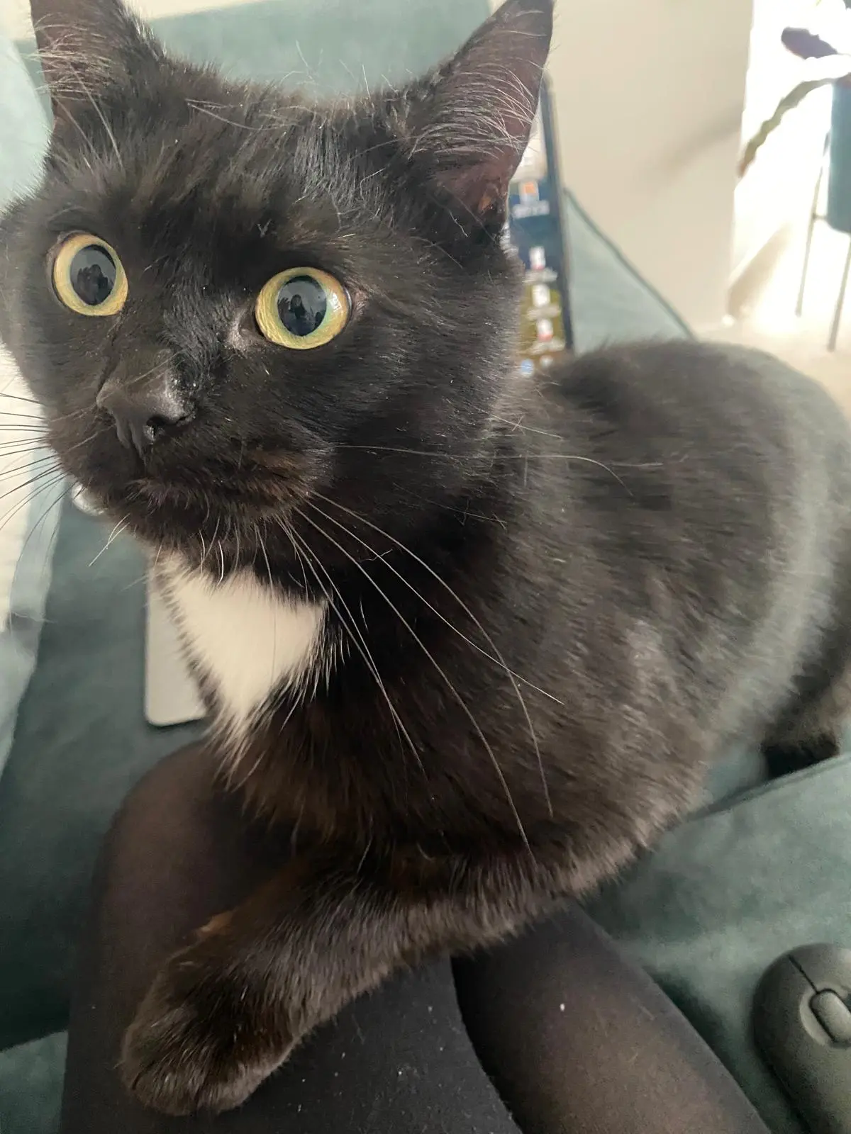 Robert - can live with cats