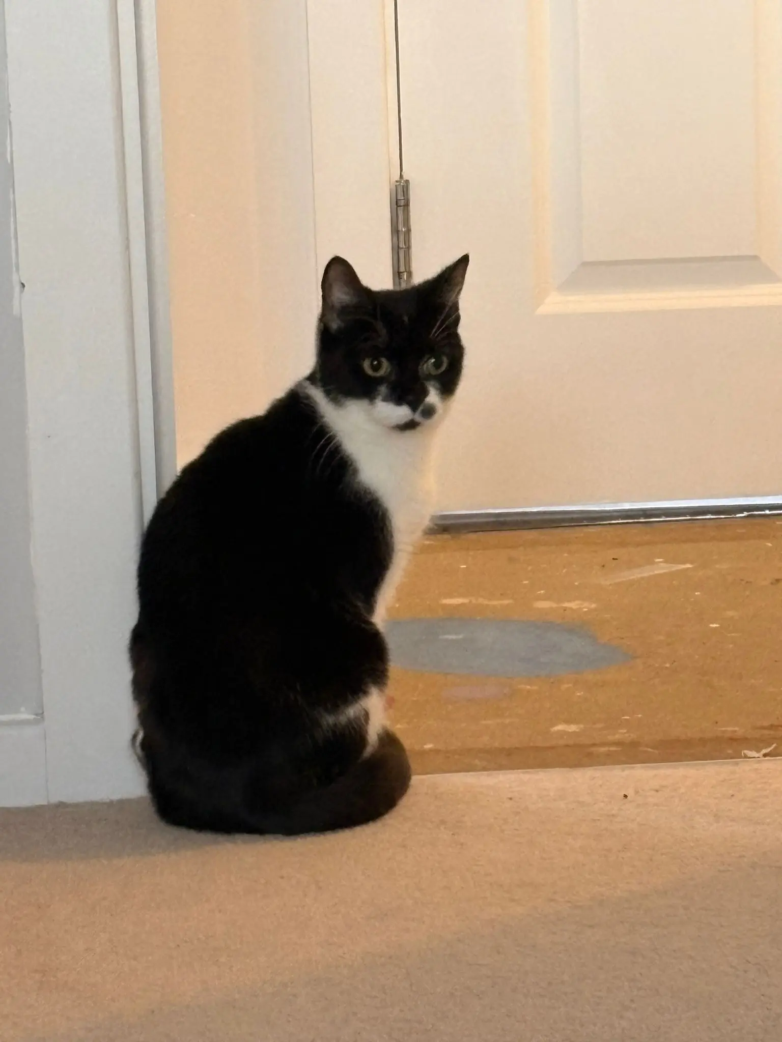 Squeaky - can live with cats