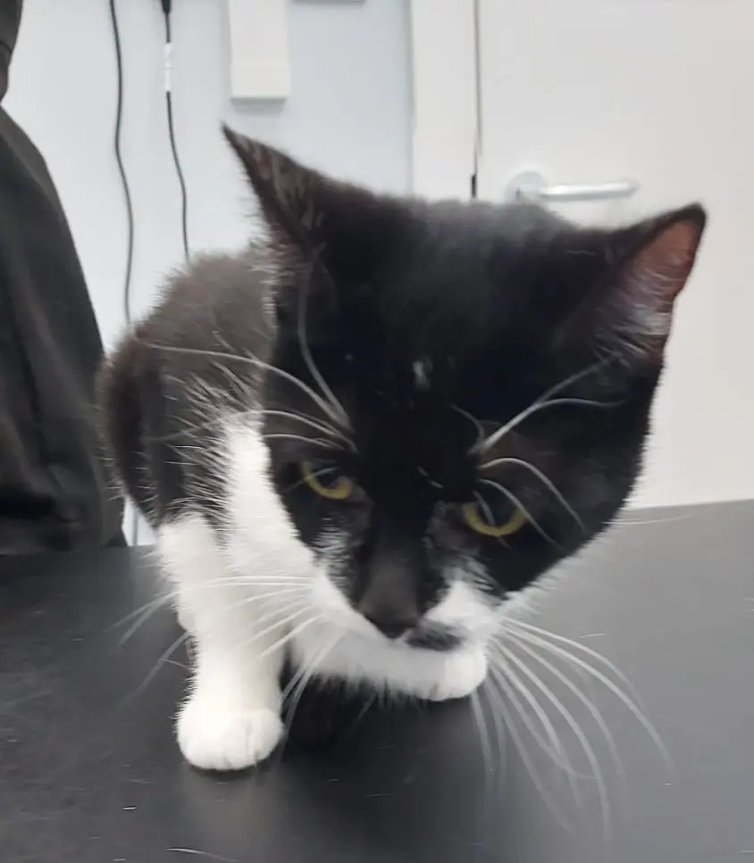 Squeaky - can live with children