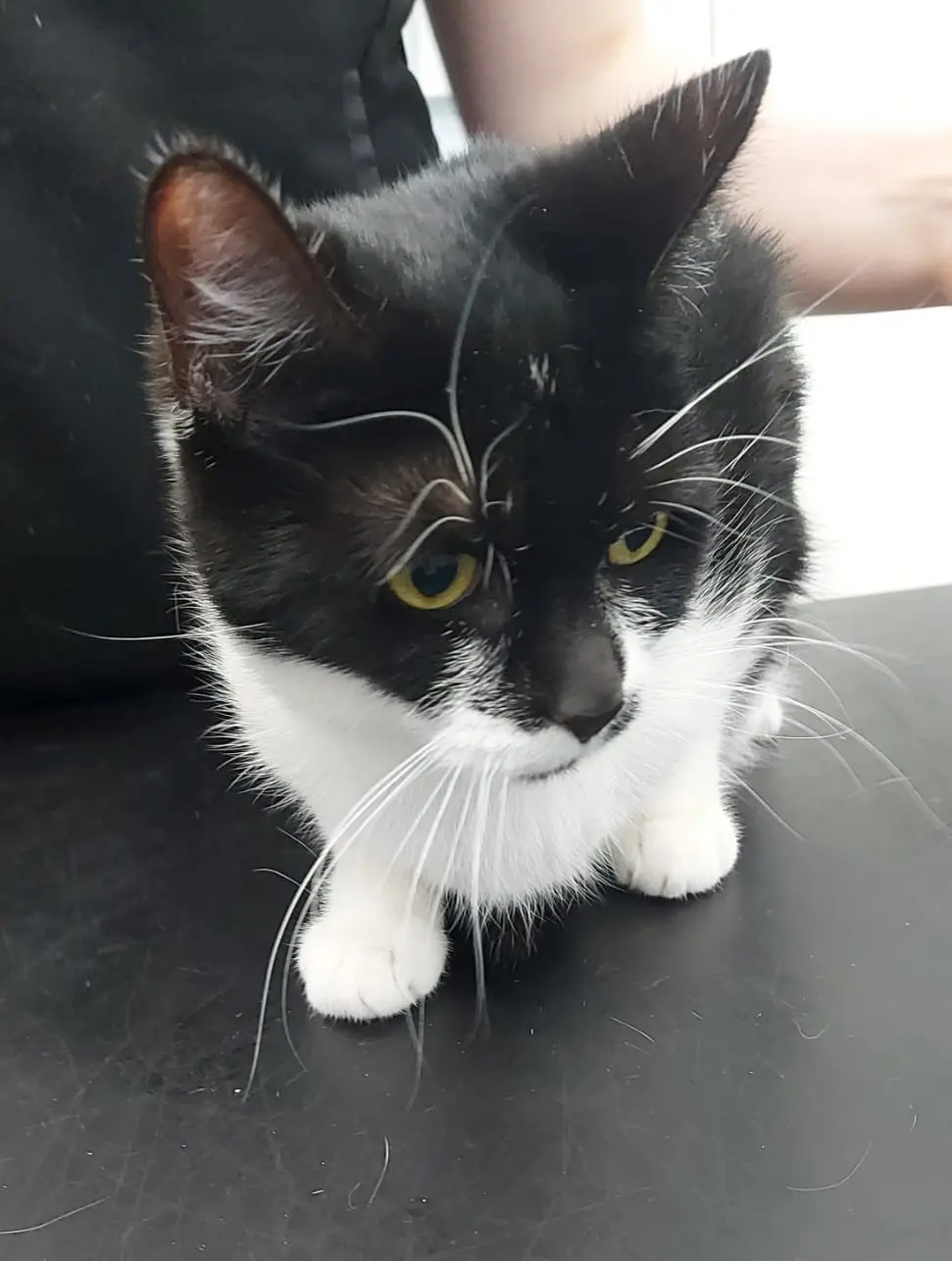 Squeaky - can live with dogs