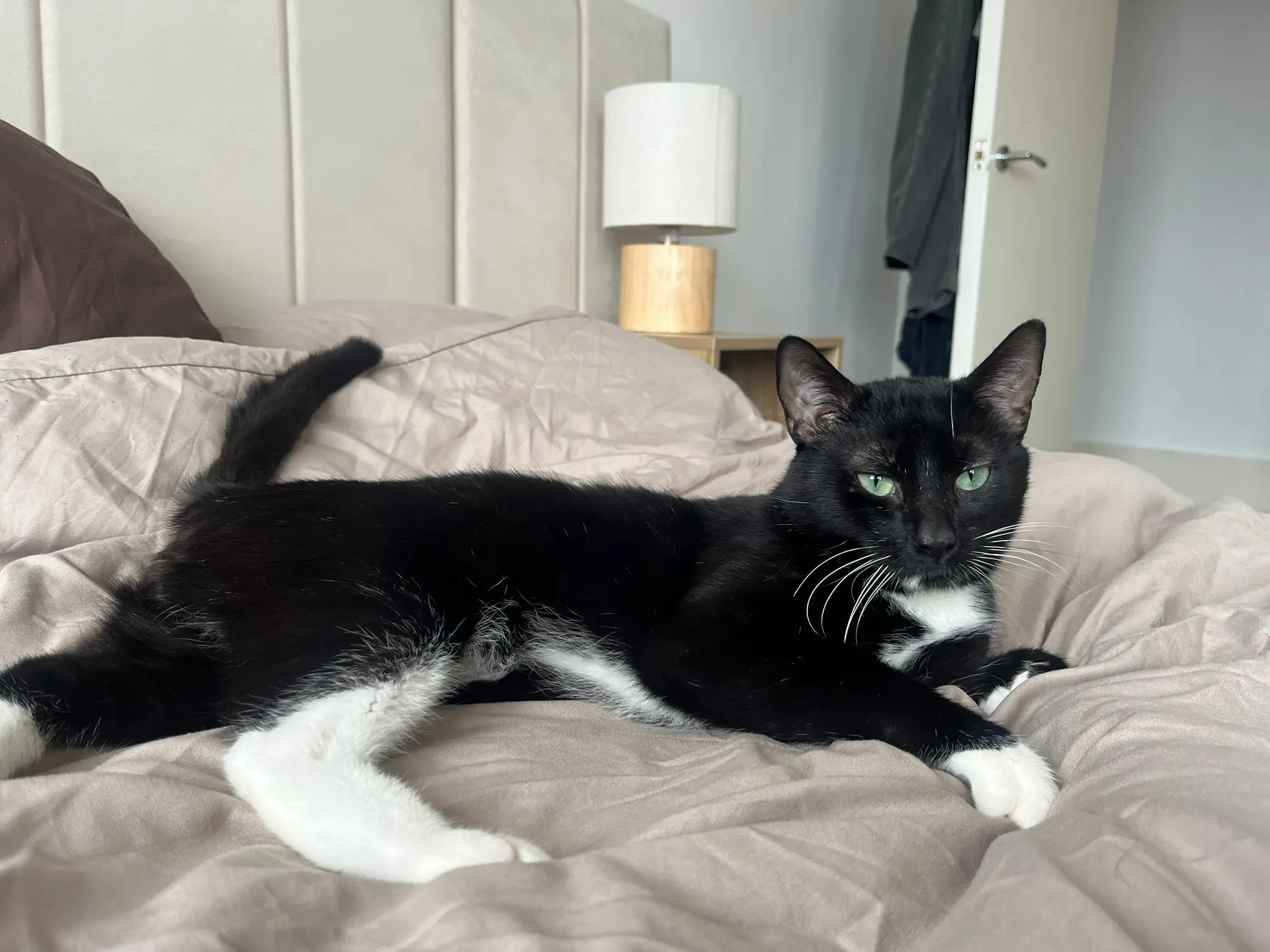 Whiskers - can live with cats