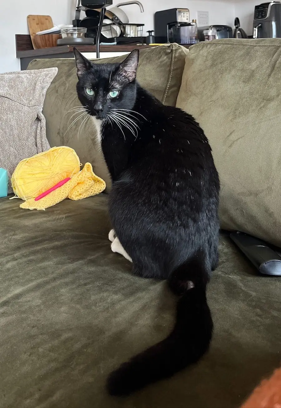 Whiskers - can live with children