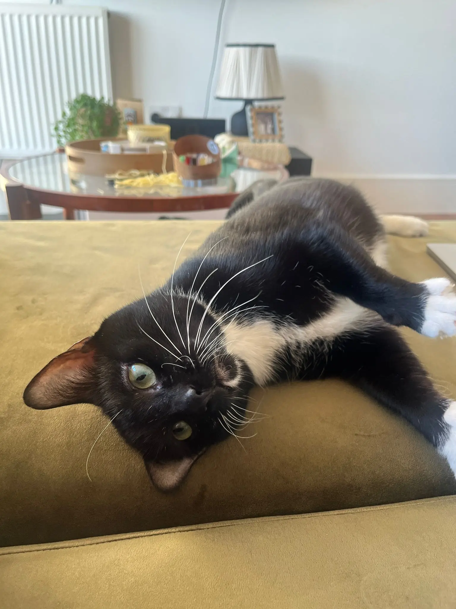 Whiskers - can live with dogs