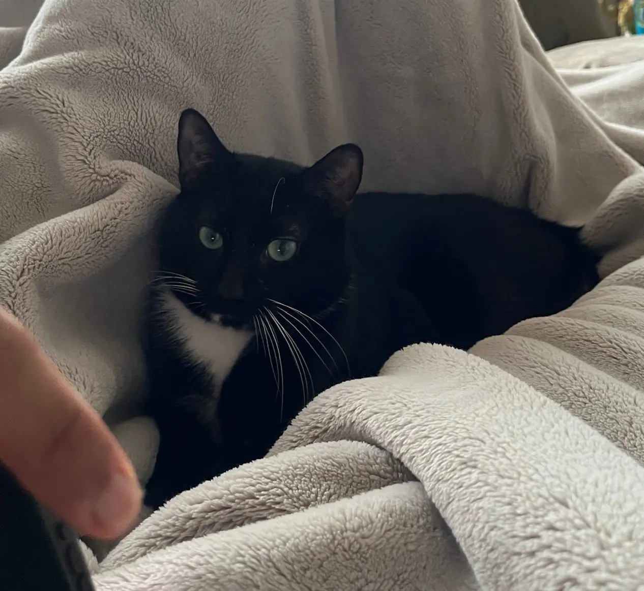 Whiskers - garden required