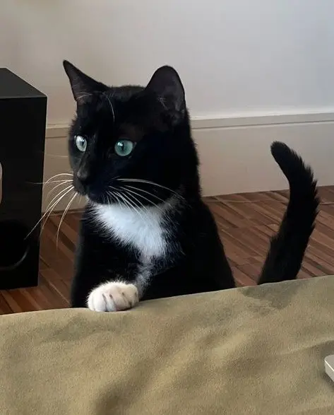 Photo of Whiskers
